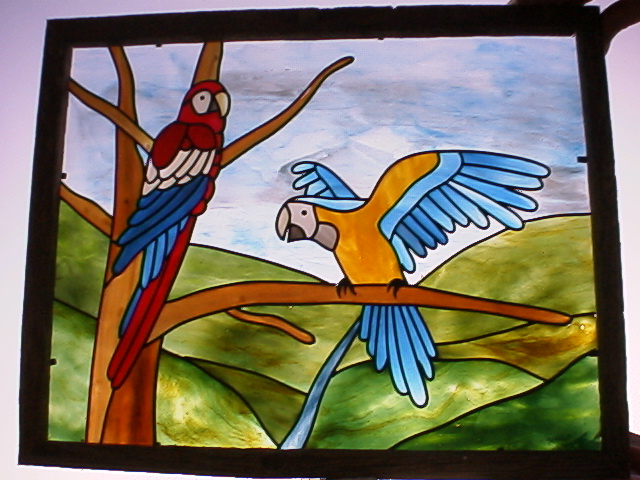 macaws